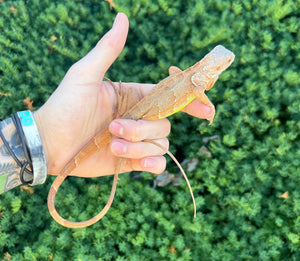 Baby Orange Sunbust Zero Green Iguana (1)