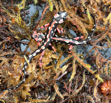 Load image into Gallery viewer, Juvenile Iranian Newt
