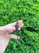 Load image into Gallery viewer, Baby White-Eyed Crocodile Skink