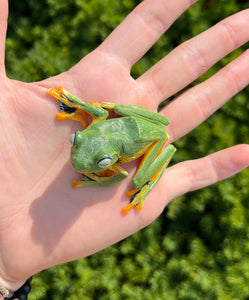 Black-Webbed Flying Frog