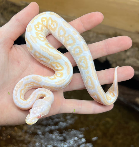 Baby Albino Ball Python (Male 1)