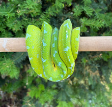 Load image into Gallery viewer, Adult ‘High-Blue’ Jayapura Green Tree Python (Male)