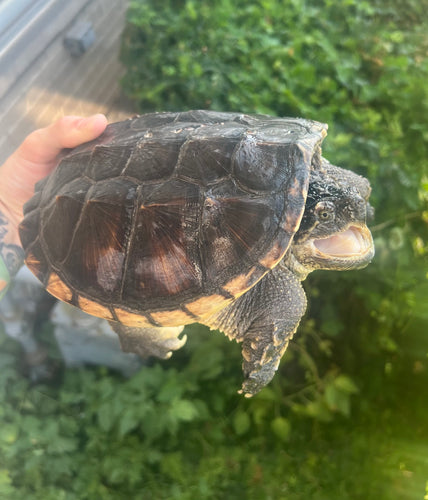 7” Florida Snapping Turtle