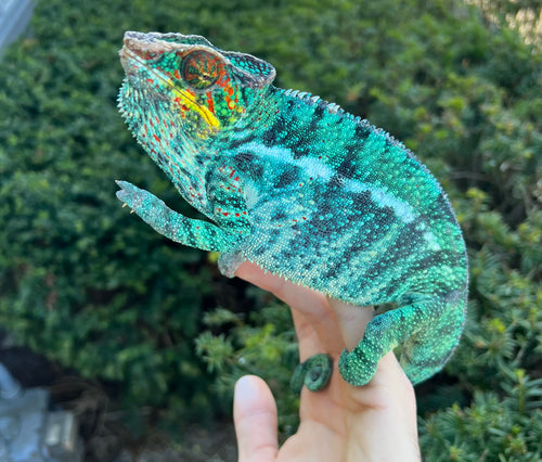 Adult Nosy-Be Panther Chameleon (Male)
