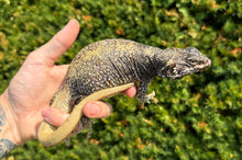 Load image into Gallery viewer, Adult Chuckwalla (Male 1)