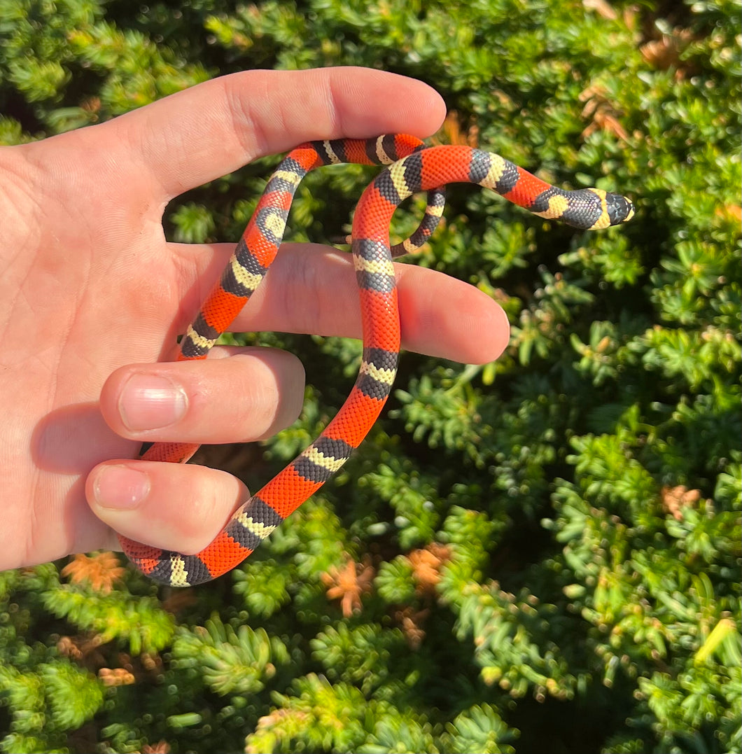 Baby Honduran Milksnake (Male 1)
