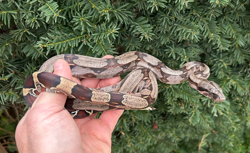 Juvevile Guyana Boa (Female 1)