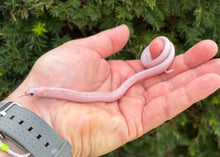 Load image into Gallery viewer, Baby White-Sided Florida Kingsnake