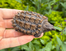 Load image into Gallery viewer, Small Alligator Snapping Turtle