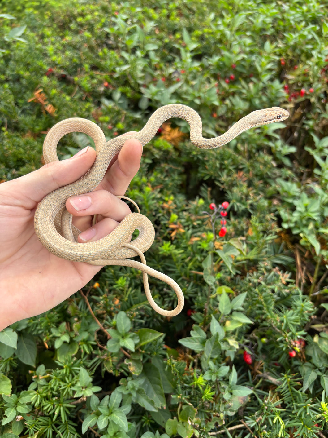 Adult Shokari Sand Racer