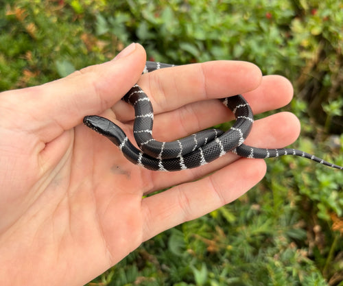Baby Yuma California Kingsnake
