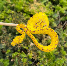 Load image into Gallery viewer, Baby Biak Green Tree Python (1)