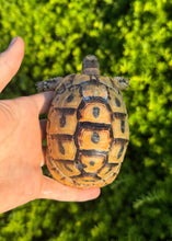 Load image into Gallery viewer, 4”-5” Greek Tortoise (2)