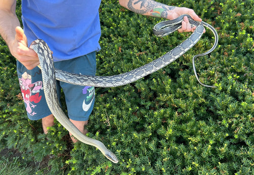 Adult Blue Beauty Ratsnake (Female)