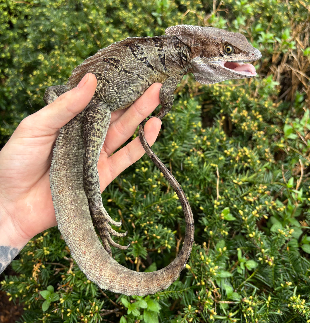 Adult Double-Crested Brown Basilisk (Male 1) – Scales and Tails of
