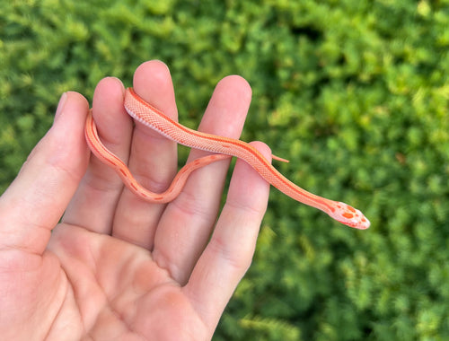 Baby Albino Striped Corn Snake