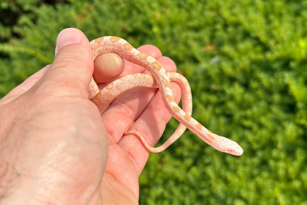 Baby Albino Texas Ratsnake