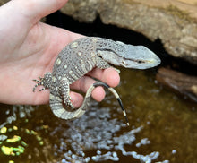 Load image into Gallery viewer, Baby Black Throat Monitor (3)