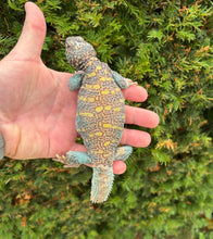 Load image into Gallery viewer, Adult ‘High-Color’ Ornate Uromastyx (Male 1)