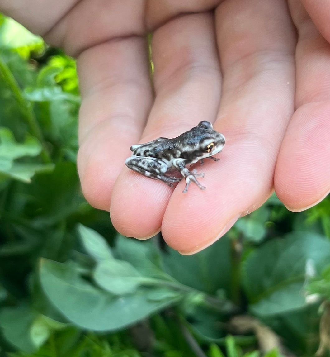 Baby Veined Tree Frog