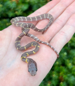 Baby Caramel Albino het Axanthic Indonesian Mangrove Snake