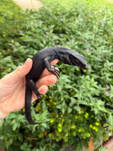 Load image into Gallery viewer, Baby Black Dragon Water Monitor