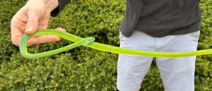 Adult African Green Bush Snake