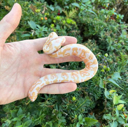 Baby Albino GHI Ball Python