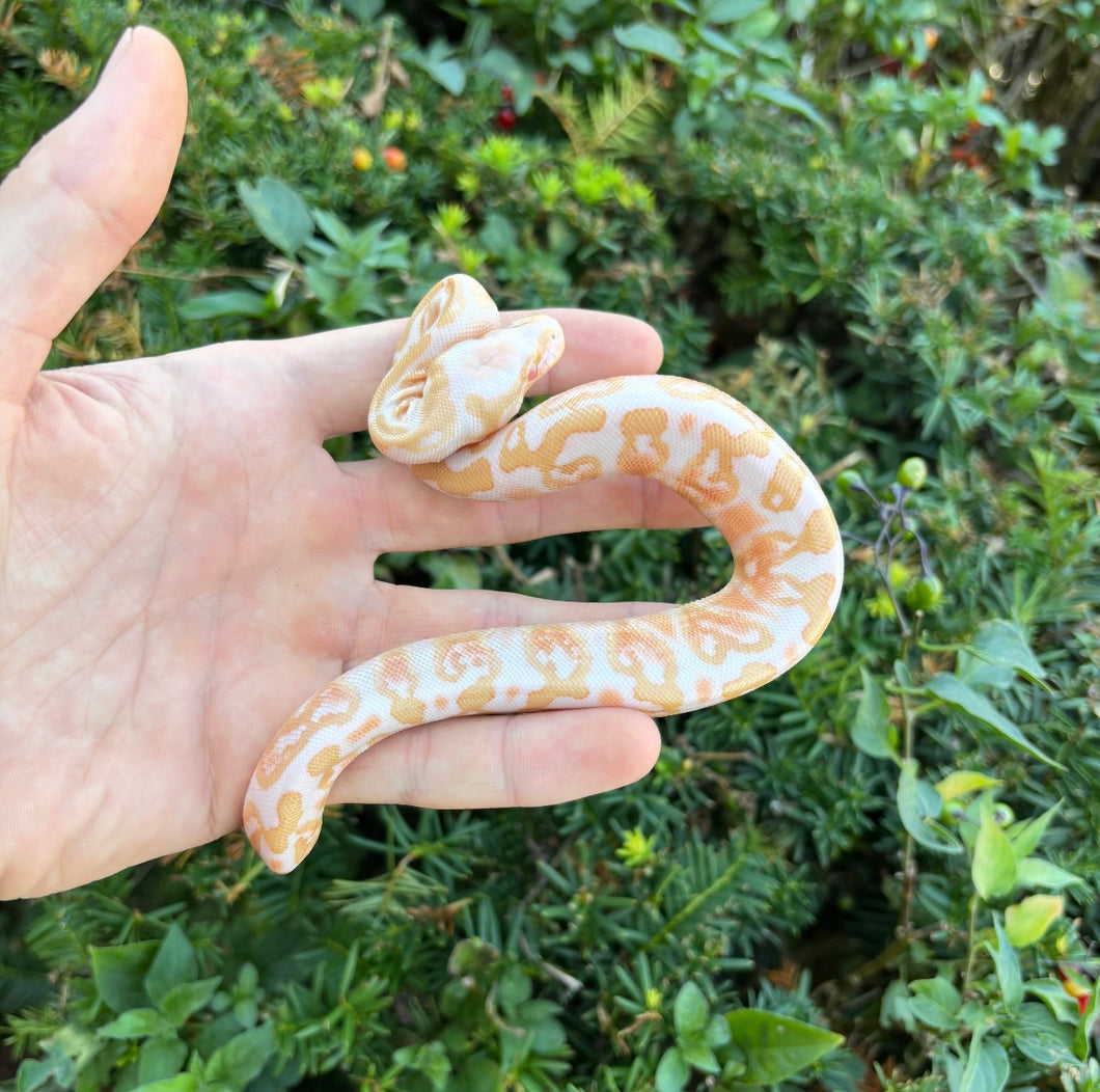 Baby Albino GHI Ball Python