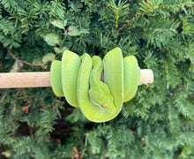 Load image into Gallery viewer, Sub-Adult Cyclops/Aru/Jayapura/TWBL Green Tree Python (Male)