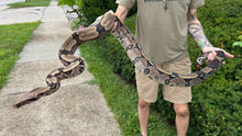 Load image into Gallery viewer, 7’ Adult Guyana Boa (Male)