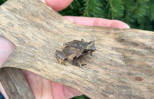 Load image into Gallery viewer, Javan Horned Frog