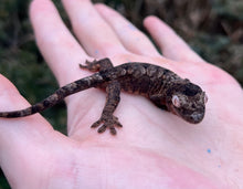 Load image into Gallery viewer, Juvenile Mainland Chahoua Gecko (2)