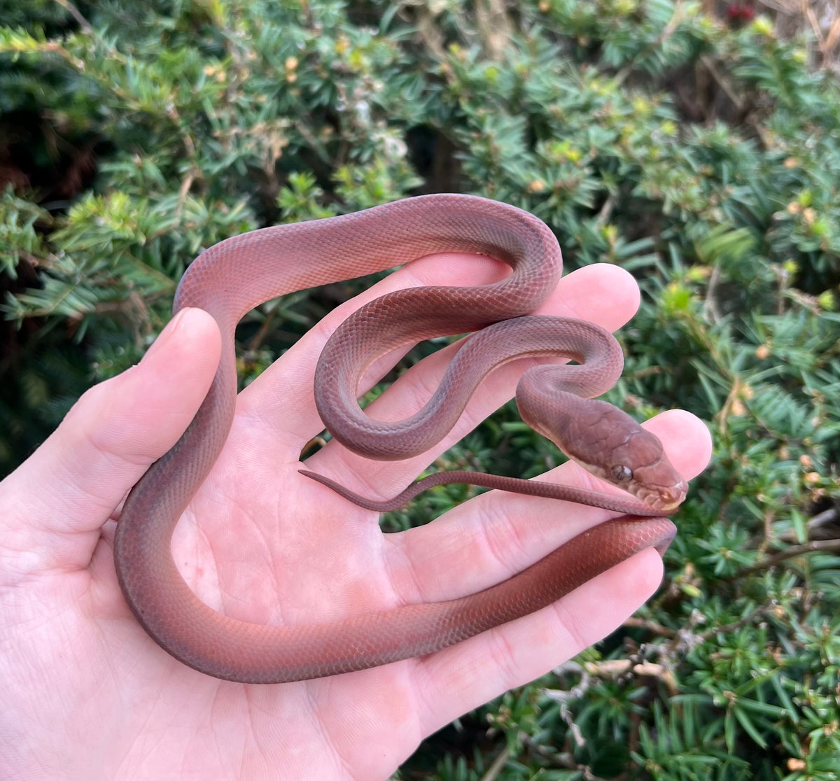 Scrub Python Faeces Baby Red Scrub Python (Male 1) – Scales and Tails of Ohio