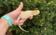 Load image into Gallery viewer, Juvenile ‘High-Color’ Bearded Dragon (Female)