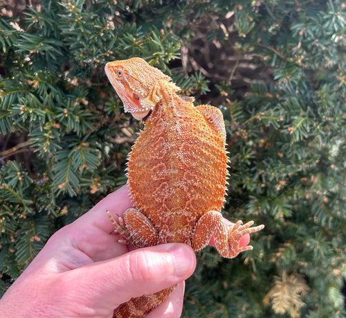 Juvenile ‘High-Red’ 50% Red Monster Bearded Dragon (Male 2)