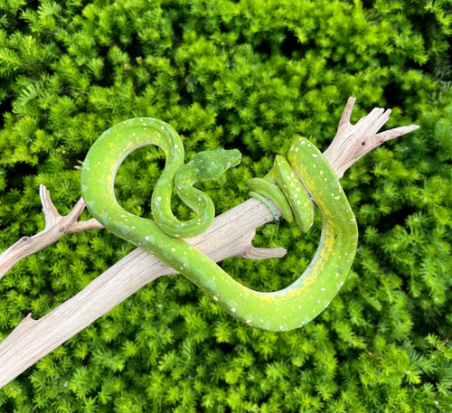 Adult Biak Green Tree Python (Male 1)