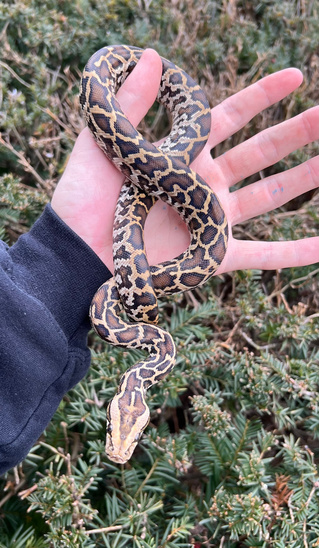 Baby Burmese Python 100% het Albino/Patternless