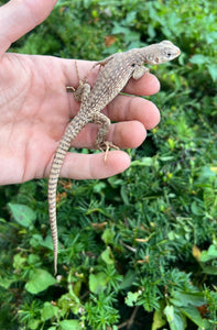 Desert Iguana