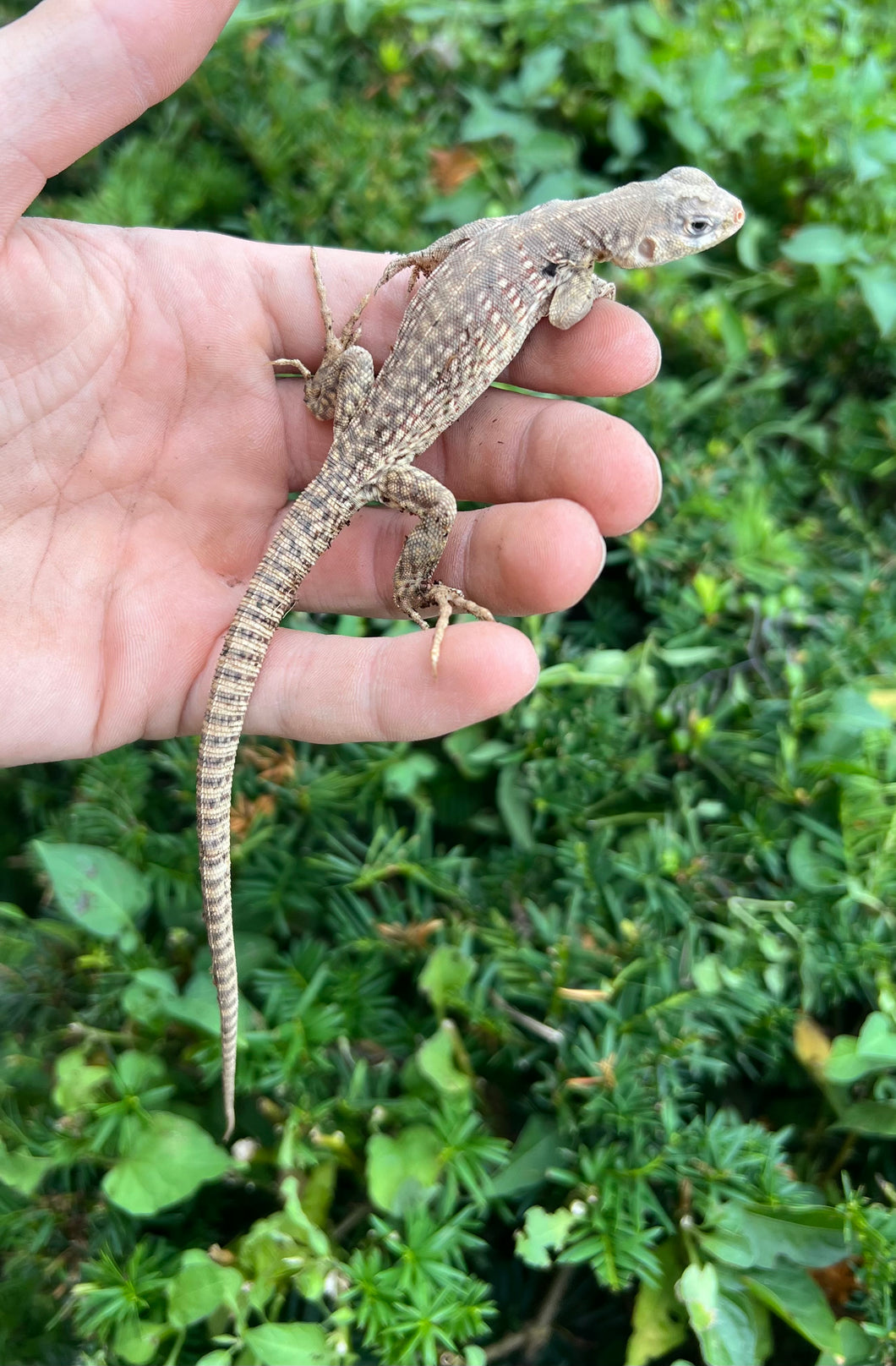 Desert Iguana