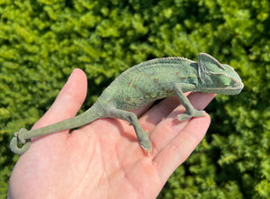 Adult Veiled Chameleon (Female)