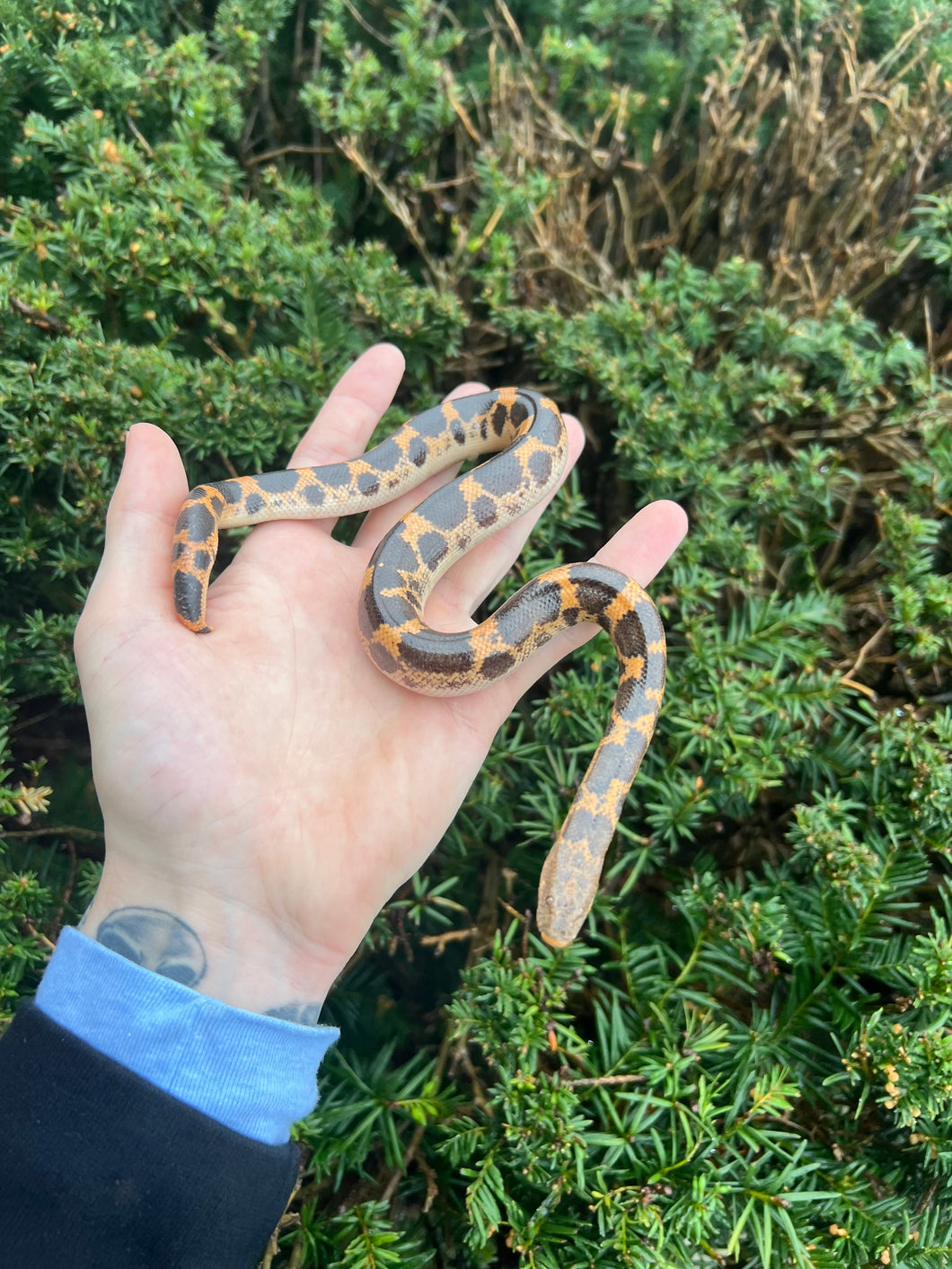 Adult Saharan Sand Boa (Male 2)