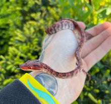 Load image into Gallery viewer, Red Amazon Tree Boa (Male 2)