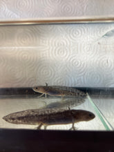 Load image into Gallery viewer, Axolotl