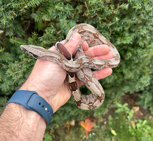 Juvevile Guyana Boa (Female 2)