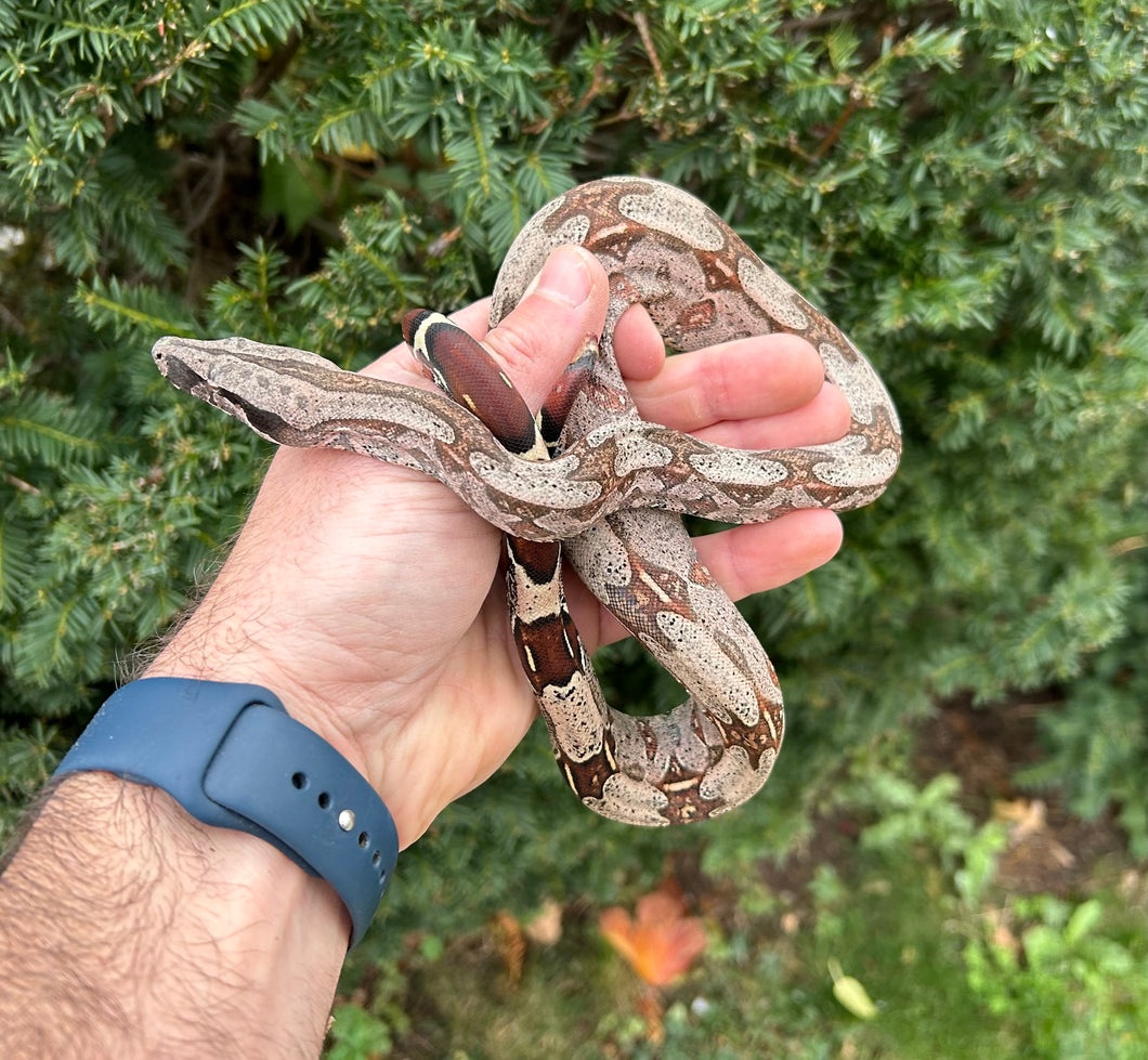 Juvevile Guyana Boa (Female 2)