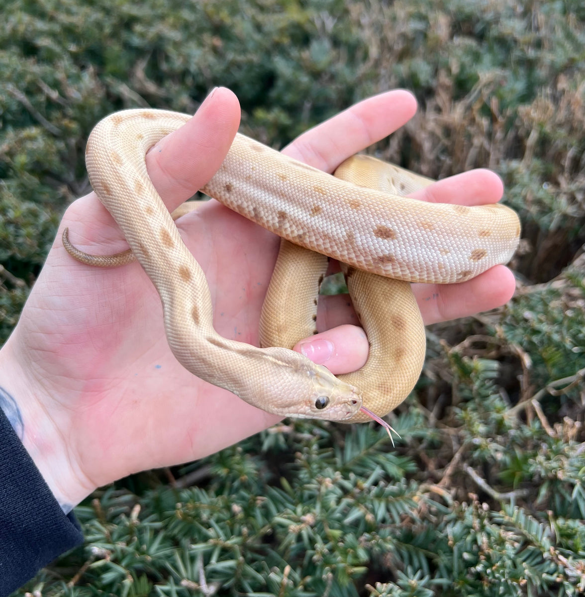 Baby Green Patternless Burmese Python 100% het Albino – Scales and ...