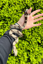 Load image into Gallery viewer, Small Guyana Boa (Female 2)