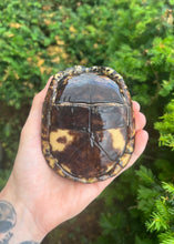 Load image into Gallery viewer, Adult Eastern Box Turtle (Female 3)