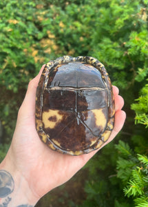 Adult Eastern Box Turtle (Female 3)
